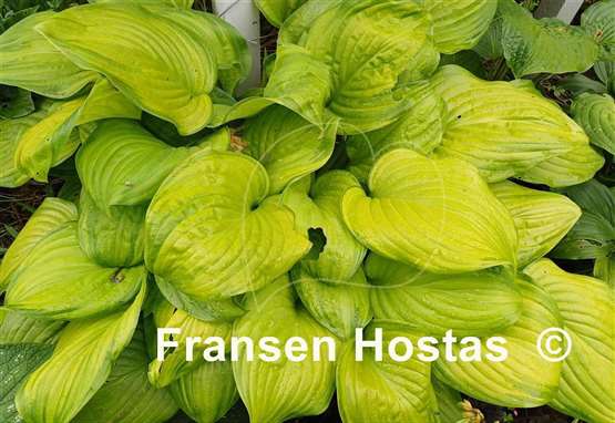 Hosta Guacamole